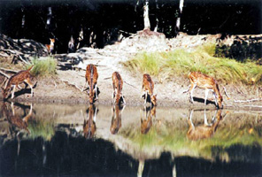 চিত্র:DeerSundarbans.jpg