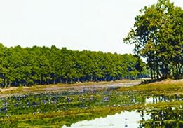 চিত্র:ForestSalGazipur.jpg