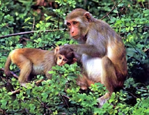 চিত্র:MammalMacaque.jpg