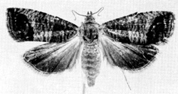 চিত্র:MothCodling.jpg