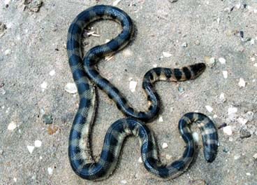 চিত্র:SeaSnakeDoraSamudrik.jpg