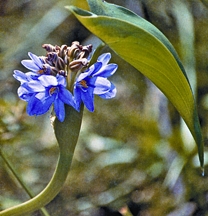 চিত্র:AquaticPlant2tif.jpg