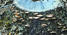 চিত্র:BiodiversityBracketFungus.jpg