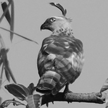 চিত্র:BuzzardJerdon.jpg