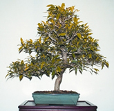 চিত্র:Bonsai2.jpg