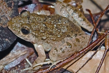 চিত্র:FrogToad1.jpg
