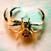 চিত্র:Spider03.jpg