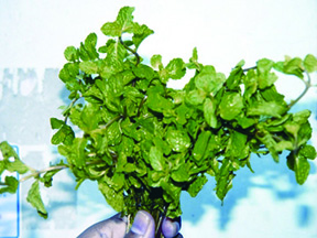 চিত্র:AromaticPlant1.jpg