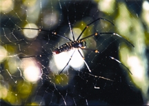চিত্র:BiodiversitySpider.jpg