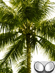 চিত্র:Coconutplant.jpg