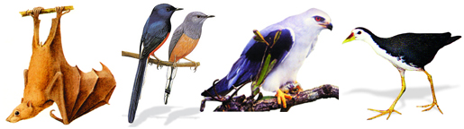 চিত্র:Fauna3.jpg