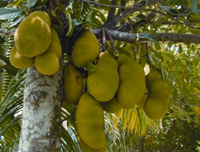 চিত্র:Jackfruit.jpg