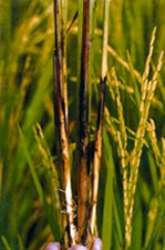 চিত্র:RiceDiseases.jpg