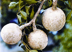 চিত্র:WoodApple.jpg