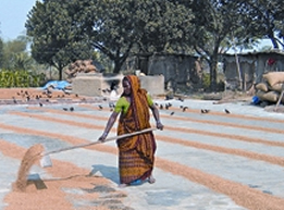 চিত্র:RiceDrying.jpg