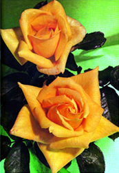 চিত্র:Rose 08.jpg