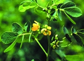 চিত্র:WildFlower03Chakunda.jpg