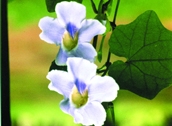চিত্র:WildFlower06Nillata.jpg
