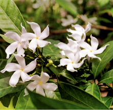 চিত্র:FloraPalant1.jpg