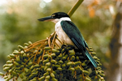 চিত্র:KingfisherColleredAliReza.jpg