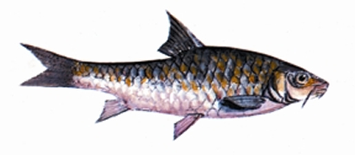 চিত্র:MahseerFish.jpg