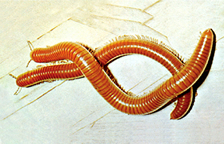 চিত্র:Millipedes(animal).jpg
