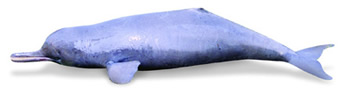 চিত্র:AquaticMammal.jpg