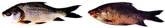 চিত্র:Carp2.jpg