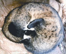 চিত্র:Paradoxurushermaphroditus.jpg