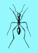 চিত্র:Ant.jpg