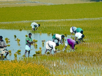 চিত্র:RicePlant.jpg