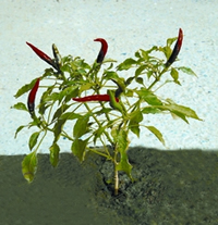 চিত্র:Chilli.jpg