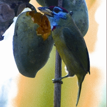 চিত্র:BarbetBlue-throated.jpg
