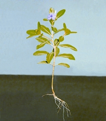 চিত্র:DicotPlant.jpg