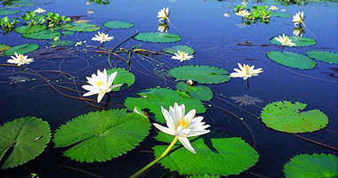 চিত্র:WaterLily.jpg