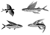 চিত্র:FlyingFish.jpg