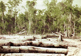 চিত্র:ForestReservedKasalong.jpg