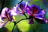 চিত্র:GardenFlowerRaktakanchan.jpg