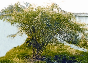 চিত্র:Indigo.jpg