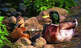 চিত্র:DuckComb.jpg