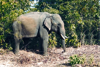 চিত্র:Elephant.jpg