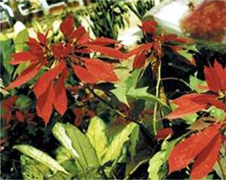 চিত্র:Shrub4.jpg