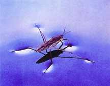 চিত্র:BiodiversityWaterStrider.jpg
