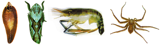 চিত্র:Fauna1.jpg
