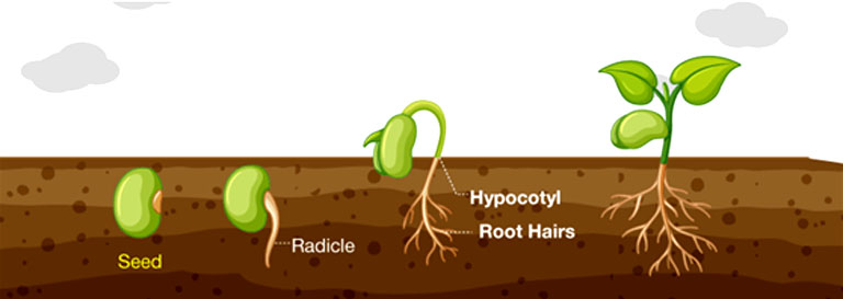 চিত্র:Germination.jpg