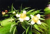 চিত্র:GardenFlowerIronwood.jpg
