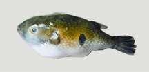 চিত্র:BiodiversityPatkamach.jpg