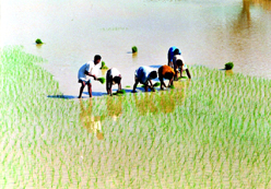 চিত্র:Farming02.jpg