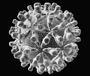 চিত্র:Hepatitis1.jpg