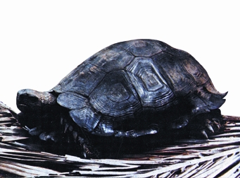 চিত্র:Reptile.jpg